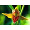 Дремлик гигантский / Epipactis gigantea, Garden Orchid